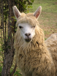 A llama wandering the grounds at the zoo.