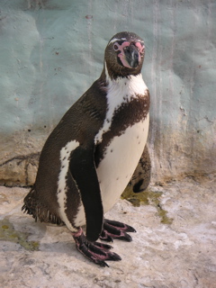 A penguin at the zoo.