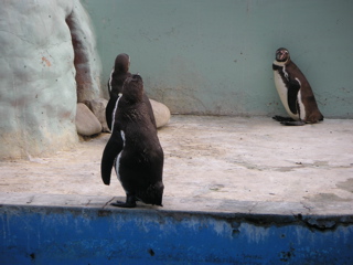 More penguins.