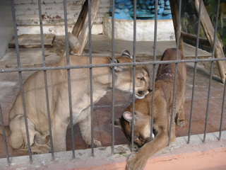 Some female tigers playing around at the zoo.