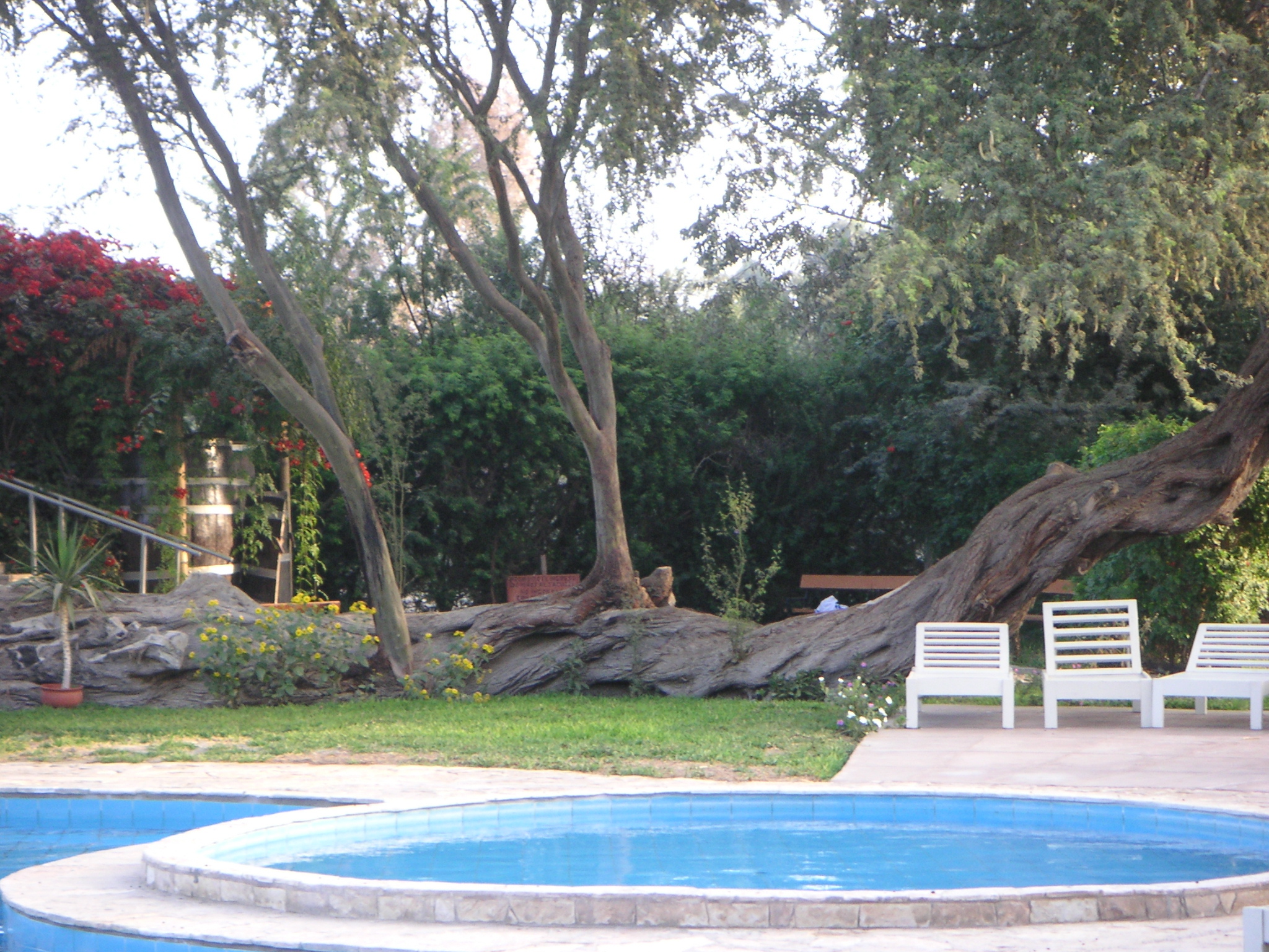 Kiddie pool view (and a funky tree) at the Hotel-Hacienda Ocucaje.