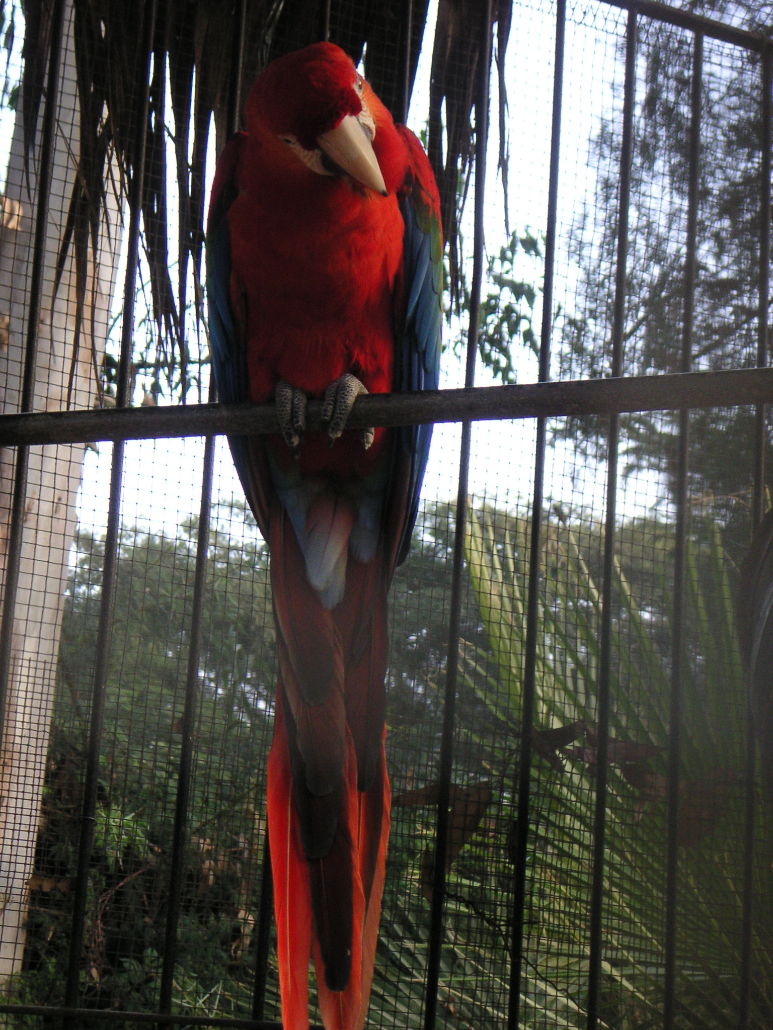 A bird at the Hocel-Hacienda Ocucaje.