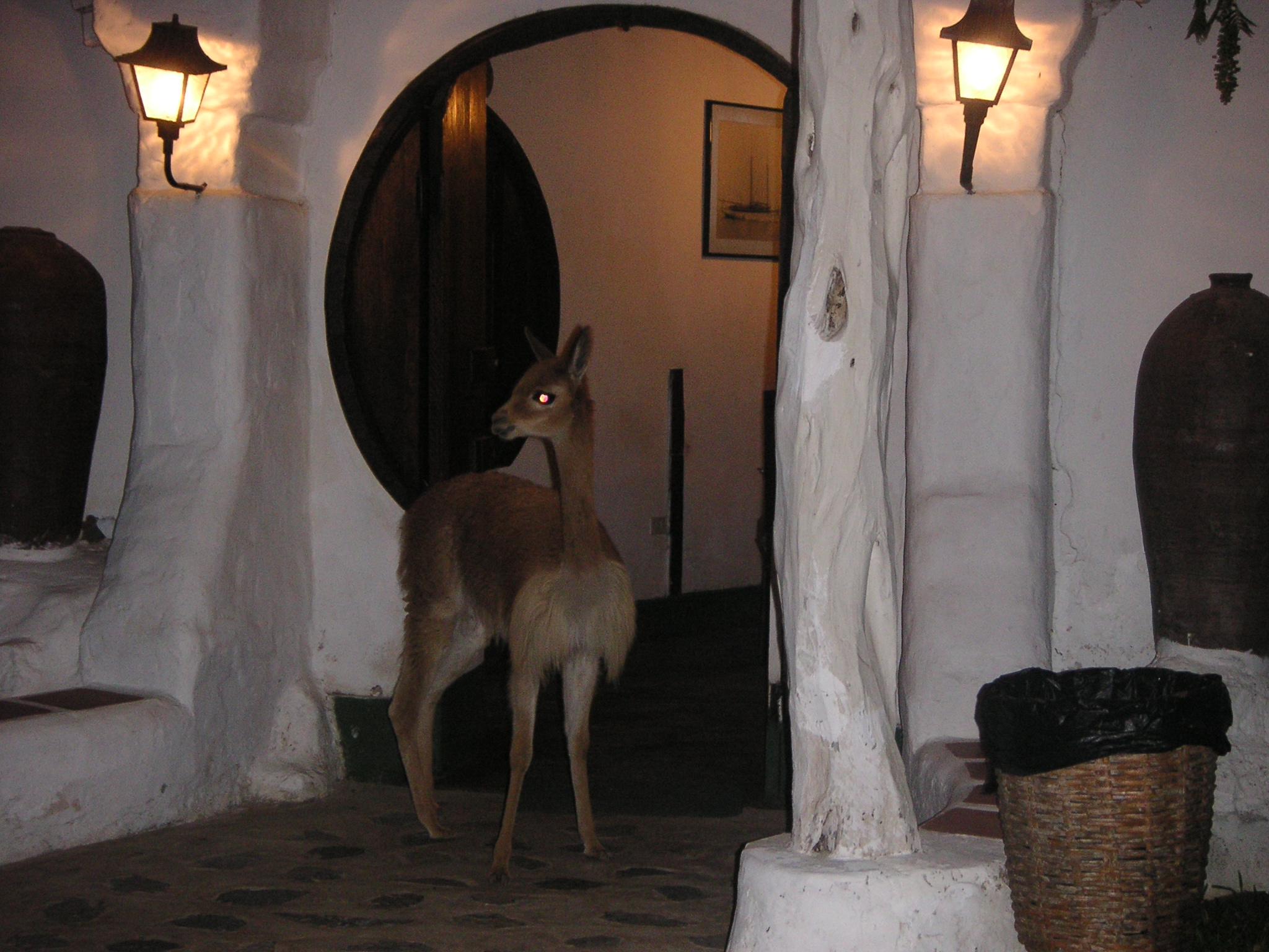 My favorite vicuña at the Hotel-Hacienda Ocucaje.