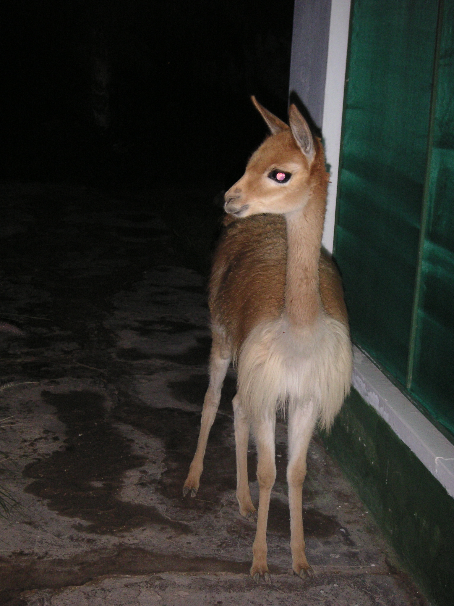 My favorite vicuña at the Hotel-Hacienda Ocucaje.