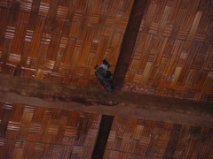 Bats resting inside the Ocucaje Winery.