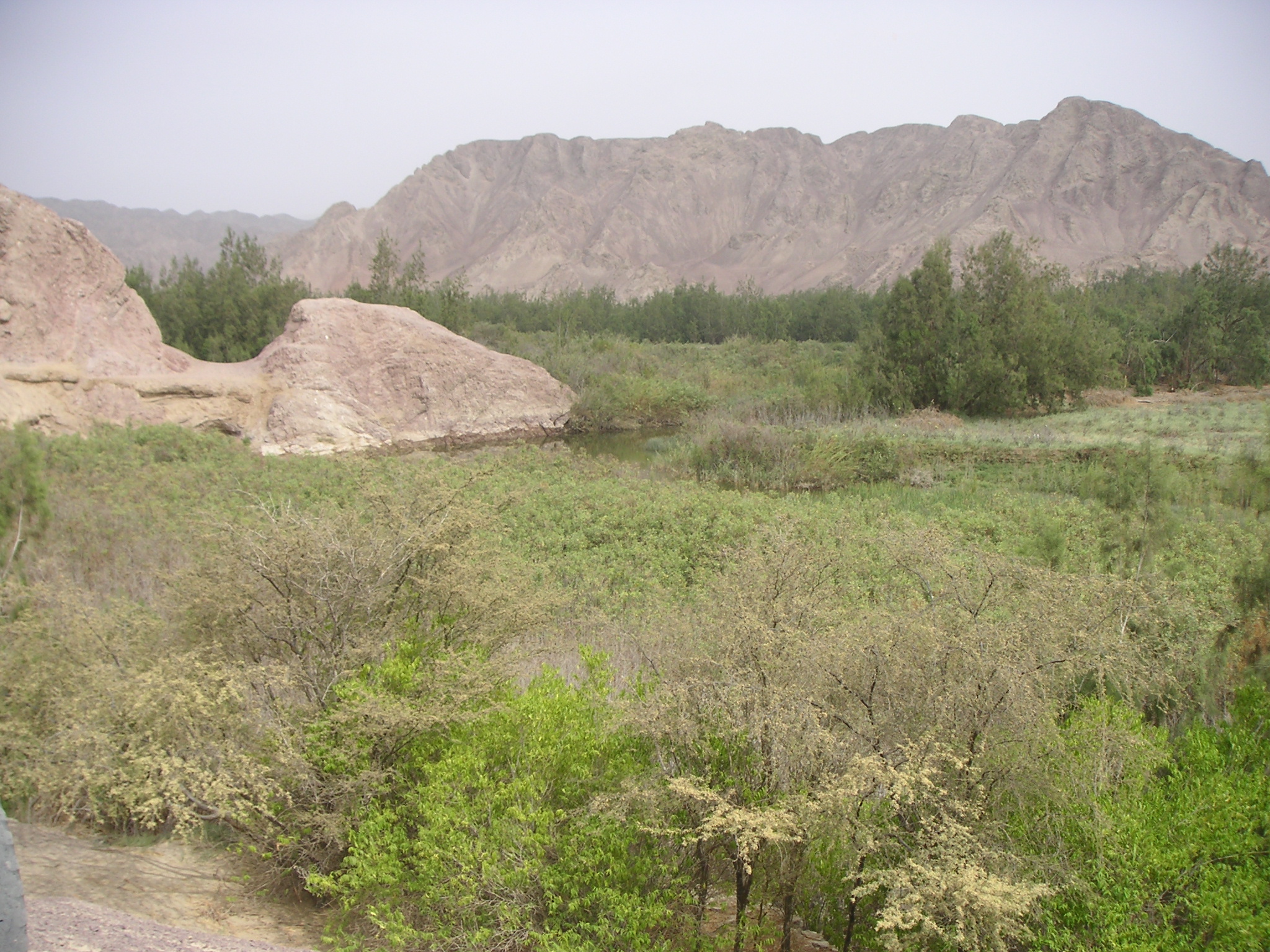 The oasis in the middle of the desert.