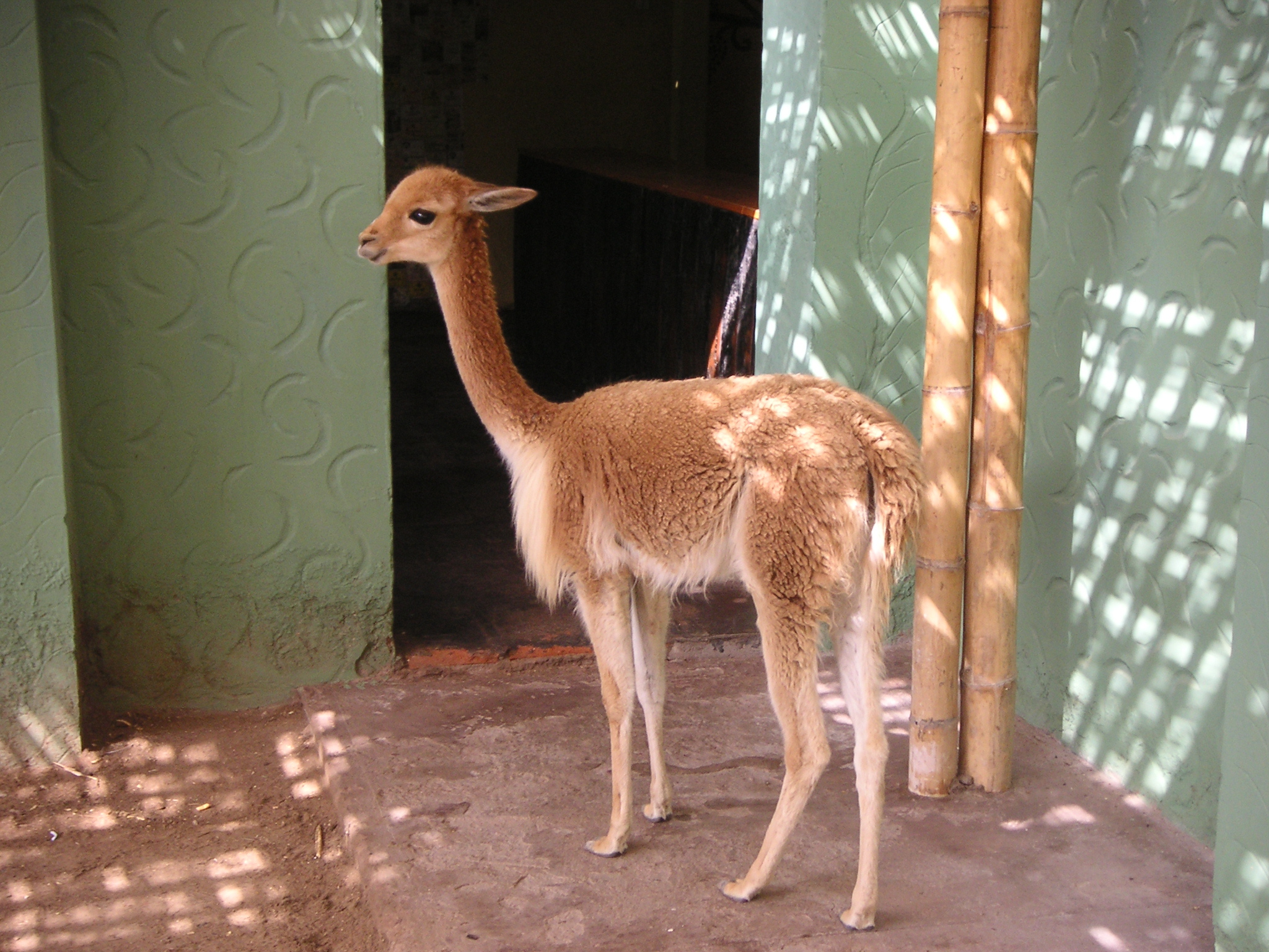 My vicuña! (at the Hotel-Hacienda Ocucaje, Ica).