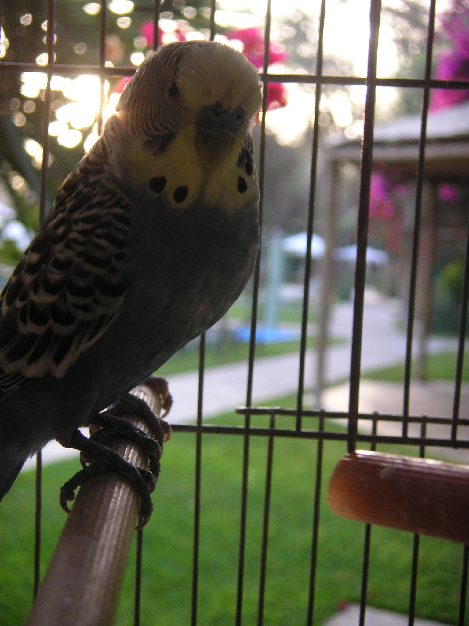 A bird at the Hotel-Hacienda Ocucaje.