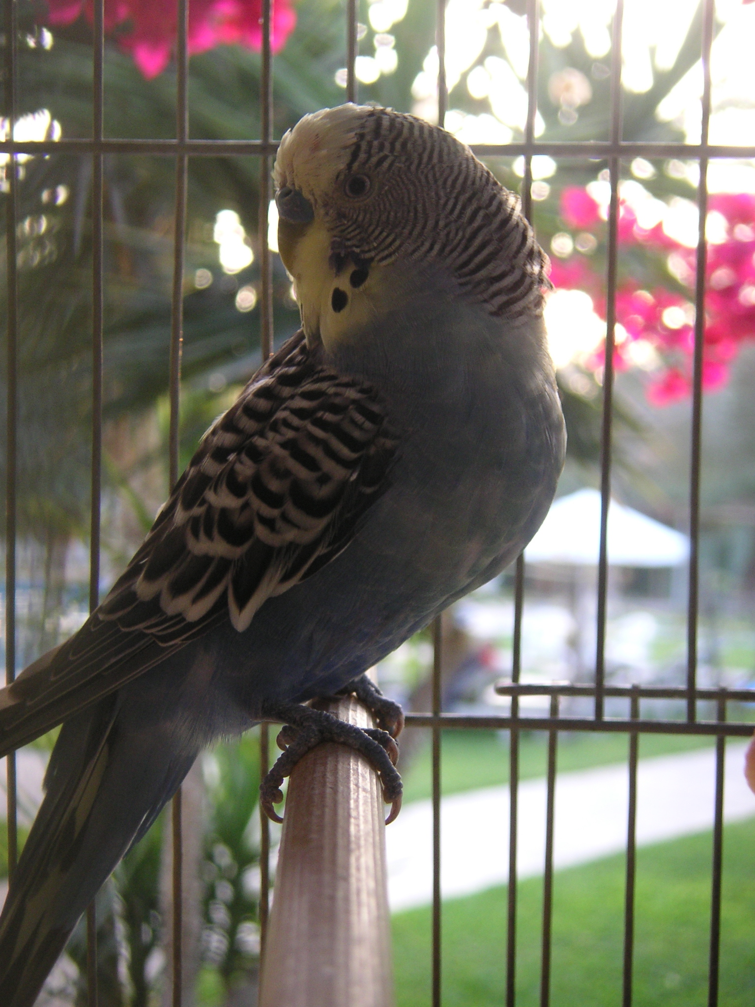 A bird at the Hotel-Hacienda Ocucaje.