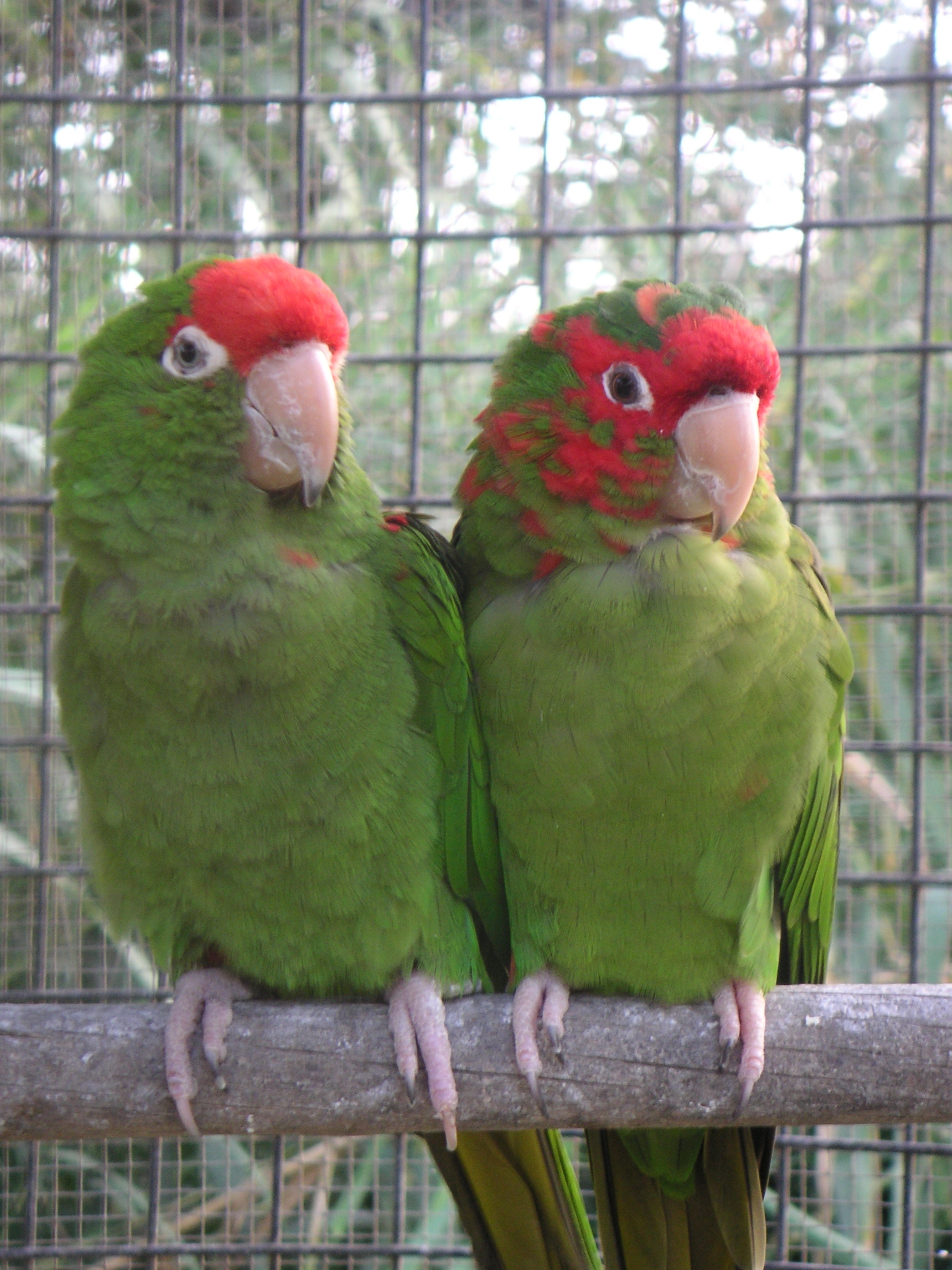 A pair of birds at the Hotel-Hacienda Ocucaje.