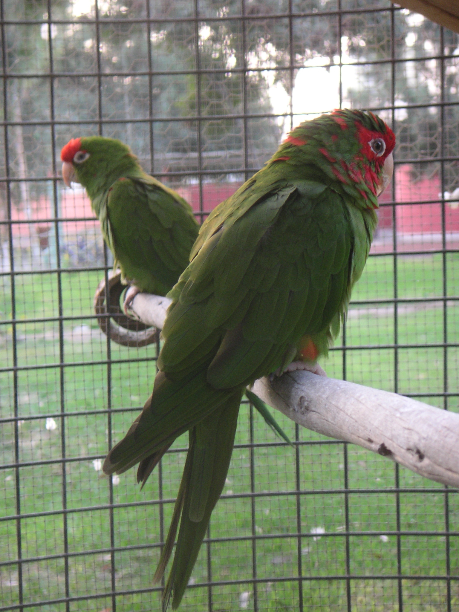 A pair of birds at the Hotel-Hacienda Ocucaje.