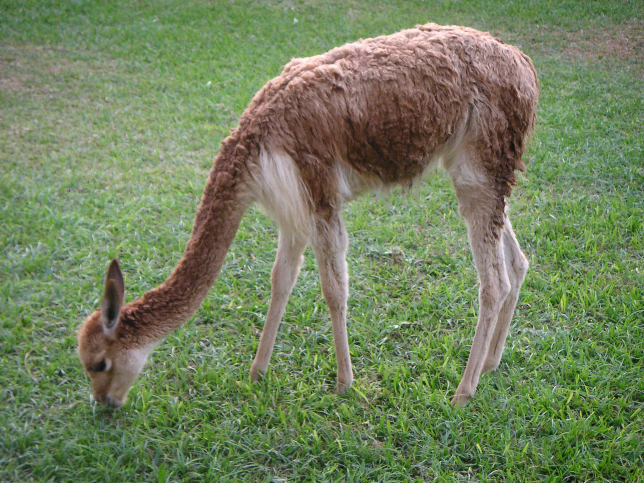 My vicuña! (at the Hotel-Hacienda Ocucaje, Ica).