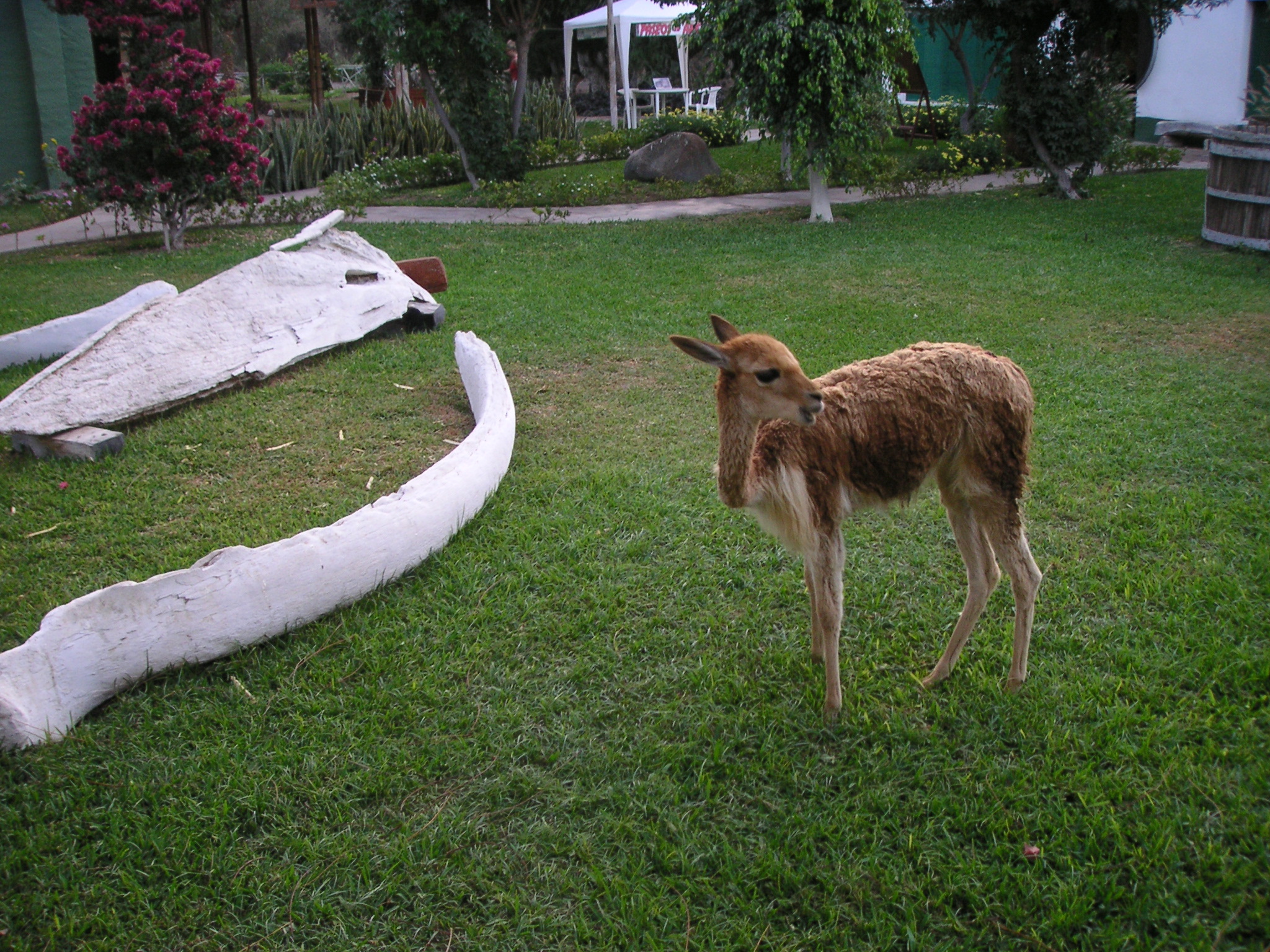 My vicuña! (at the Hotel-Hacienda Ocucaje, Ica).