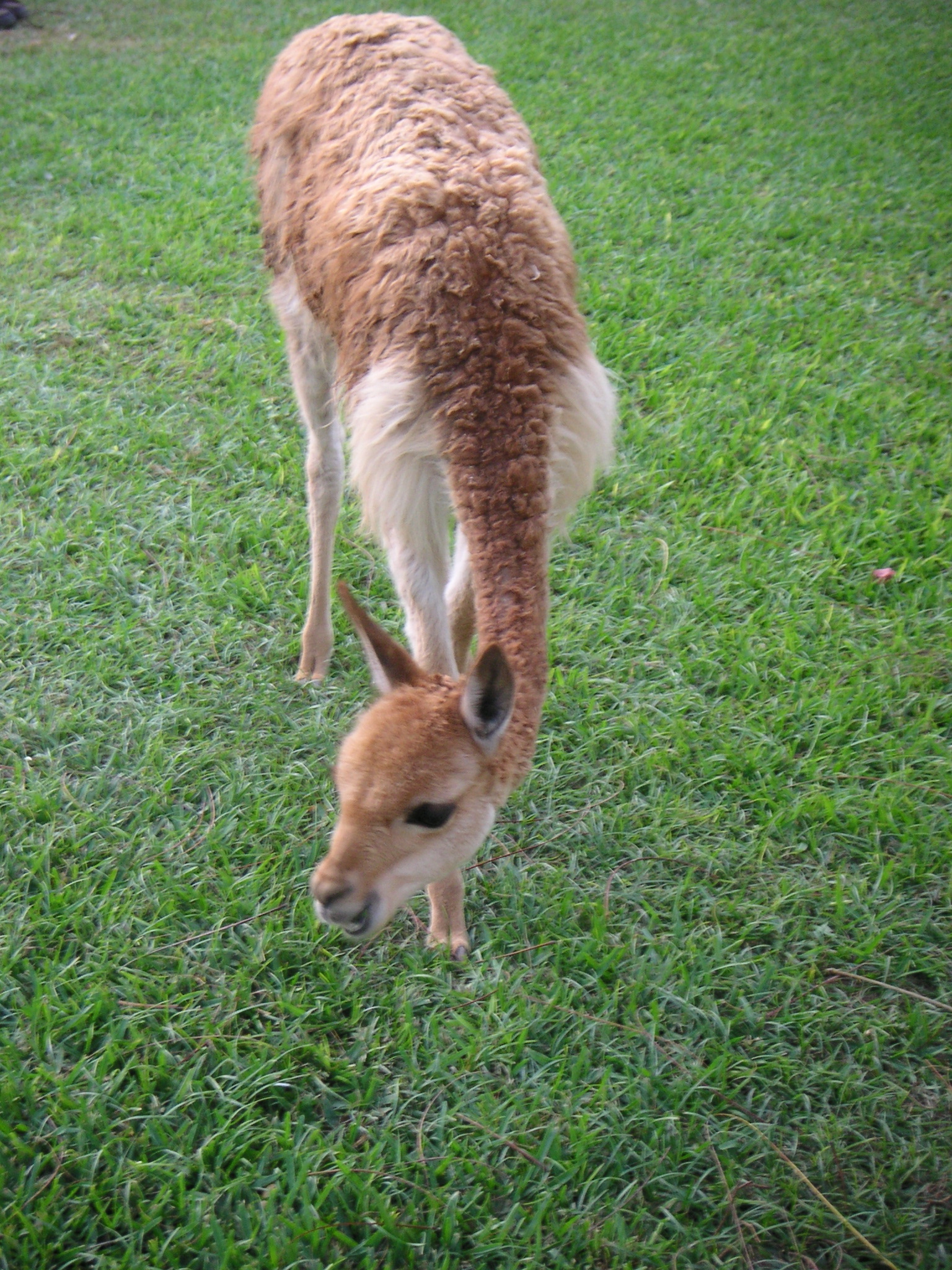 My vicuña! (at the Hotel-Hacienda Ocucaje, Ica).