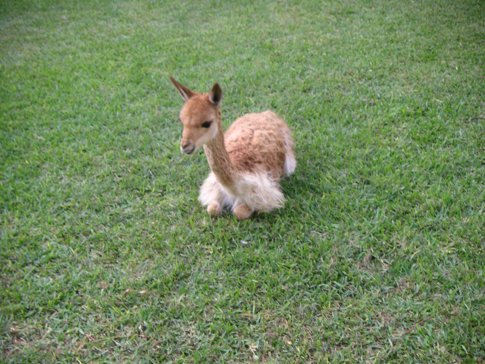 My vicuña! (at the Hotel-Hacienda Ocucaje, Ica).