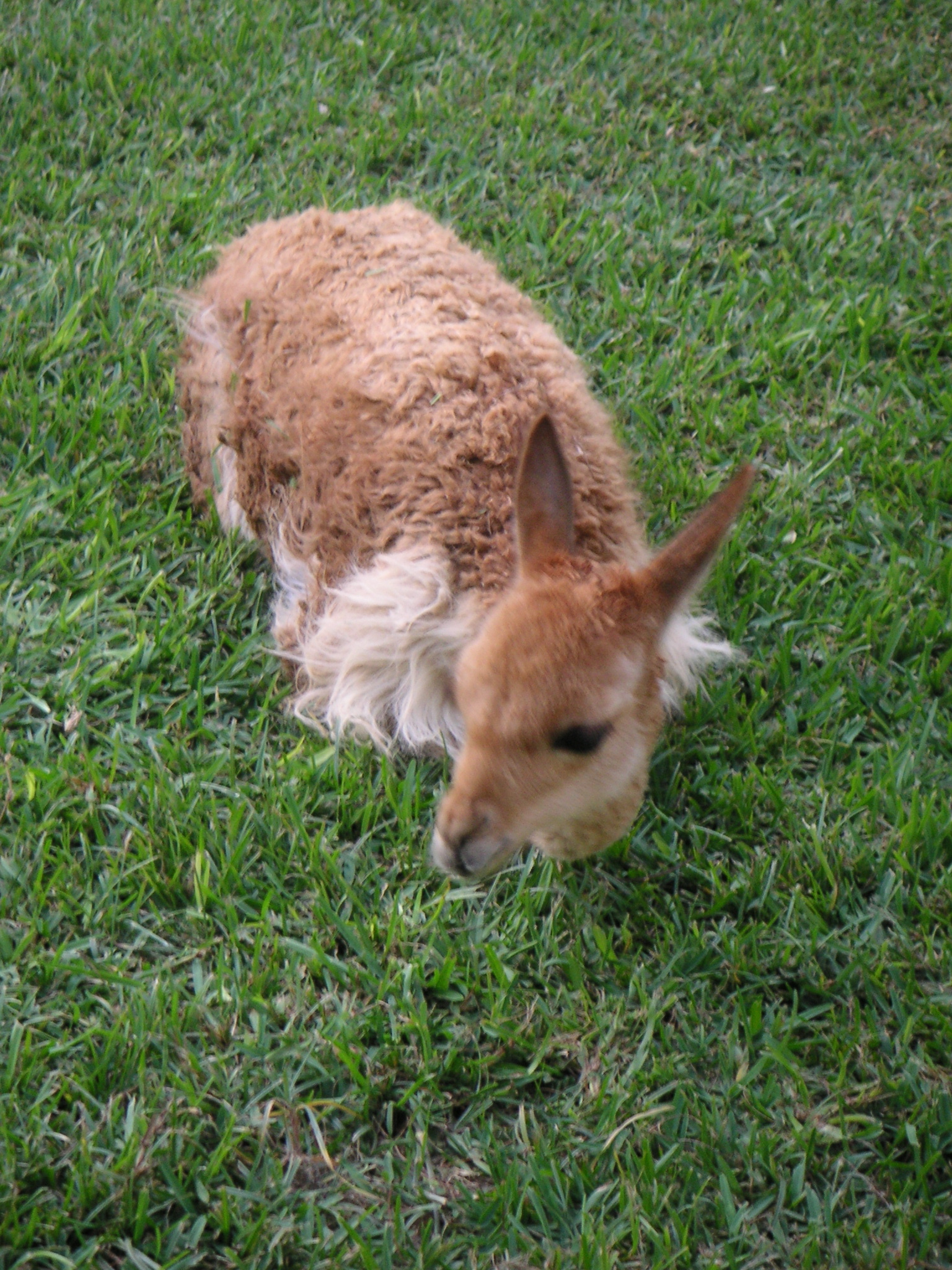 My vicuña! (at the Hotel-Hacienda Ocucaje, Ica).