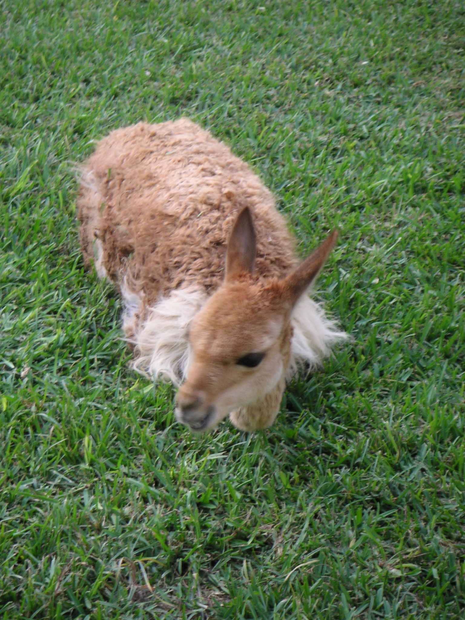 My vicuña! (at the Hotel-Hacienda Ocucaje, Ica).