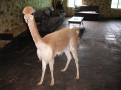 My vicuña! (at the Hotel-Hacienda Ocucaje, Ica).