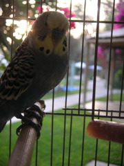 A bird at the Hotel-Hacienda Ocucaje.