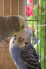 A pair of birds at the Hotel-Hacienda Ocucaje.