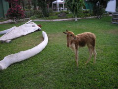 My vicuña! (at the Hotel-Hacienda Ocucaje, Ica).