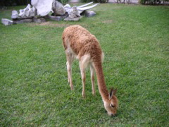 My vicuña! (at the Hotel-Hacienda Ocucaje, Ica).