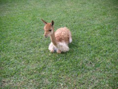 My vicuña! (at the Hotel-Hacienda Ocucaje, Ica).