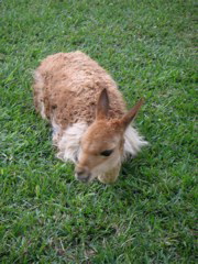 My vicuña! (at the Hotel-Hacienda Ocucaje, Ica).