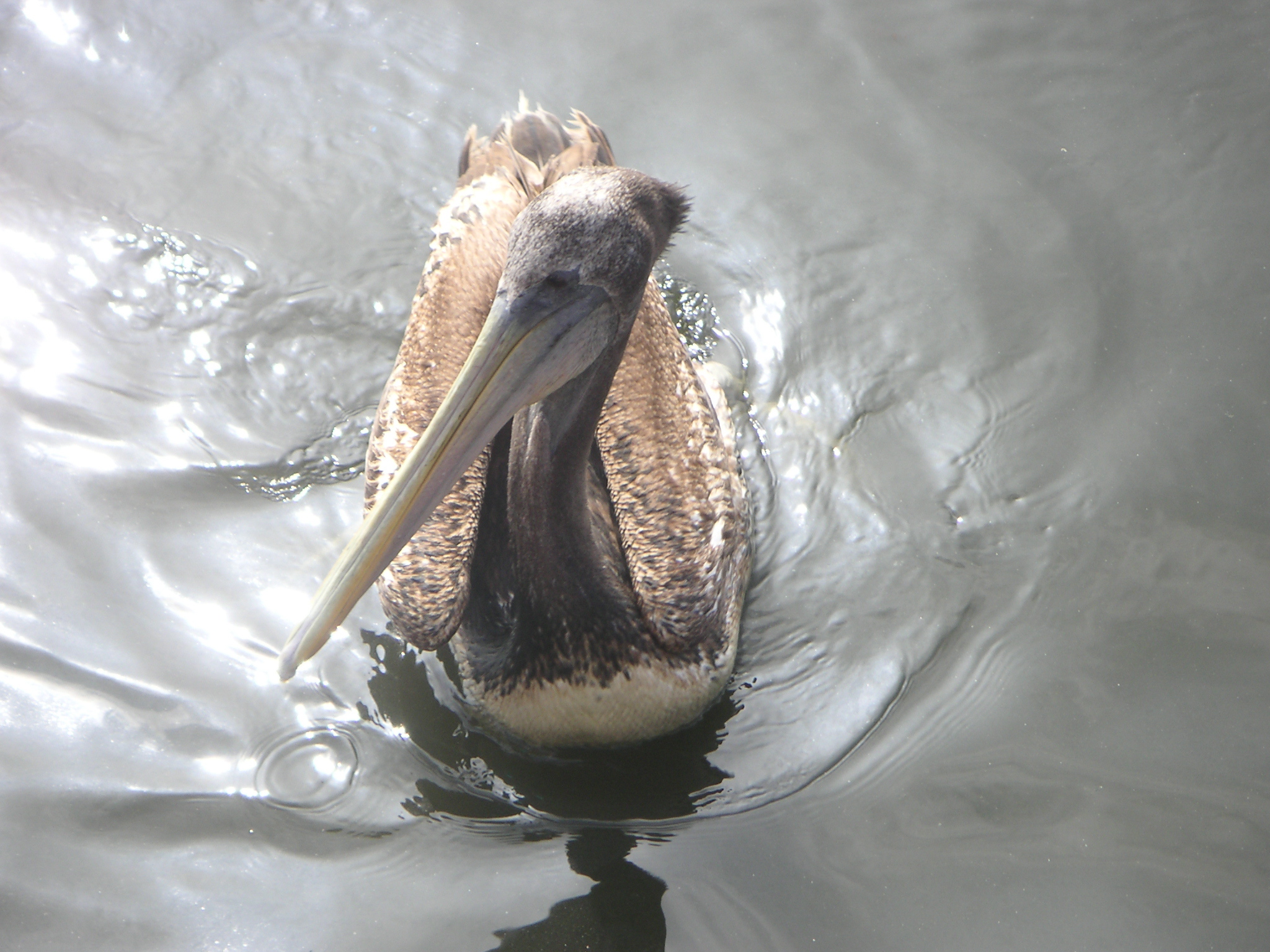 A pelican on the way to the National Reserve of Paracas.