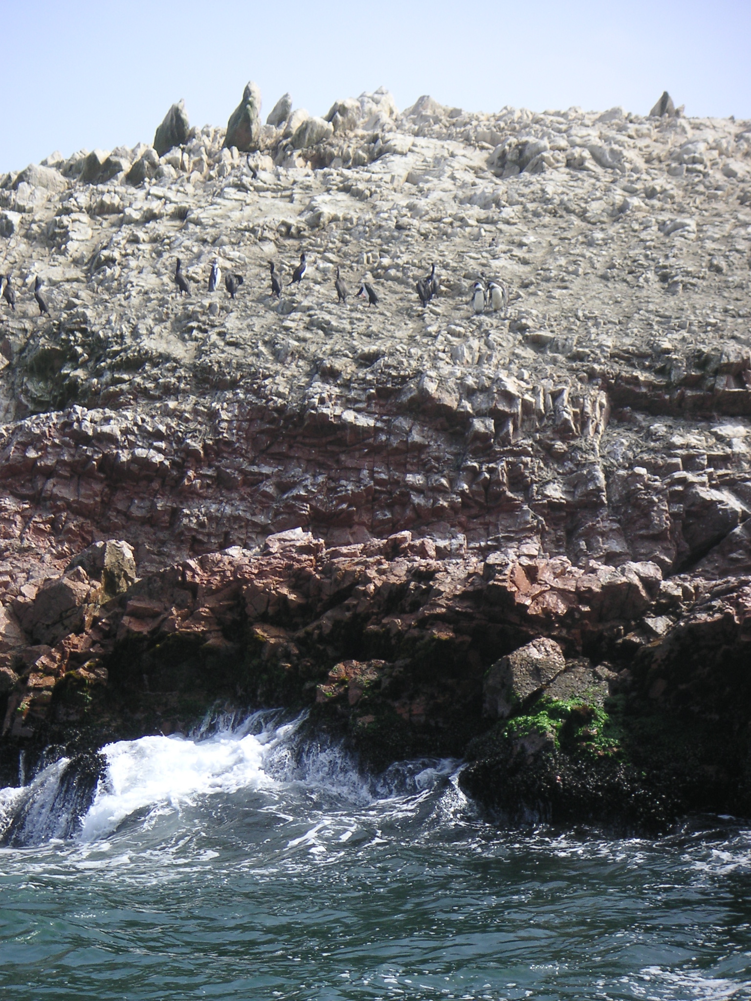 Penguins on the tour around the National Reserve of Paracas.