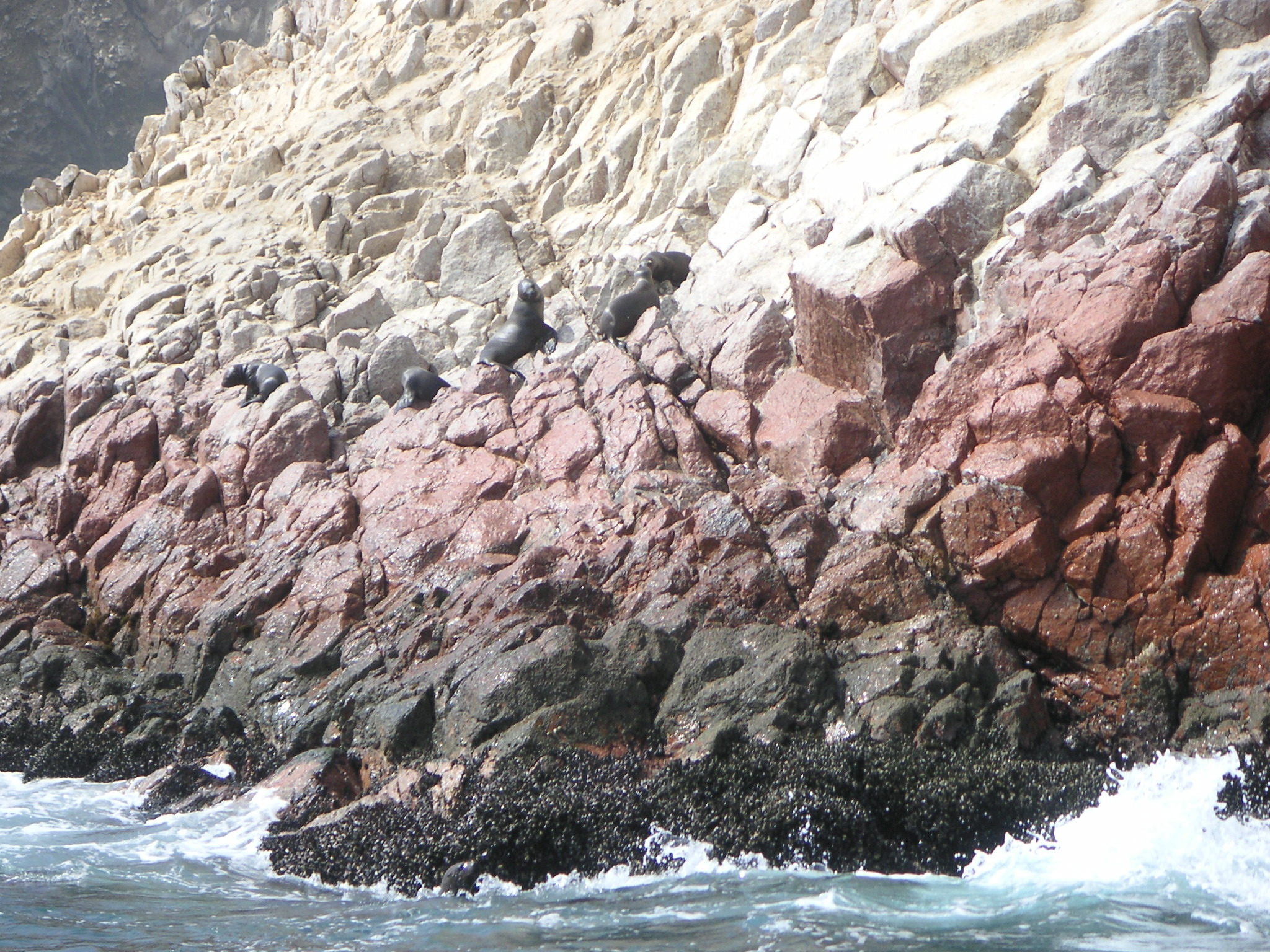 Sea lions sunbathing on one of the islands!