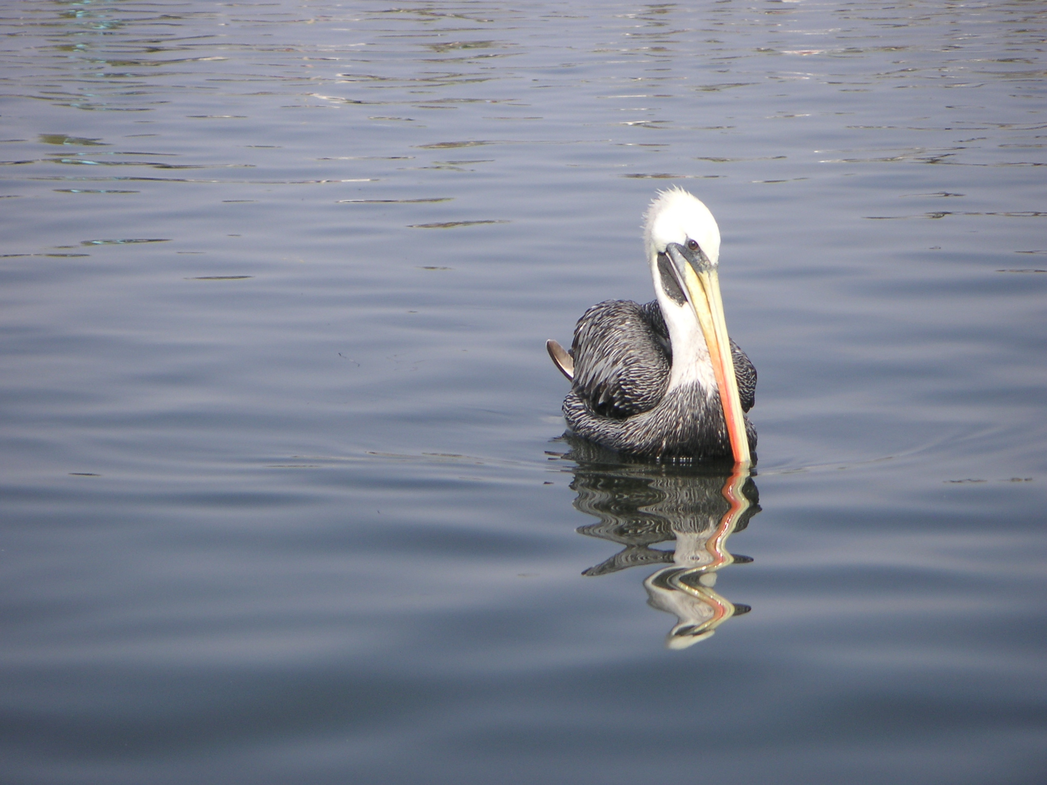 A pelican on the way to the National Reserve of Paracas.