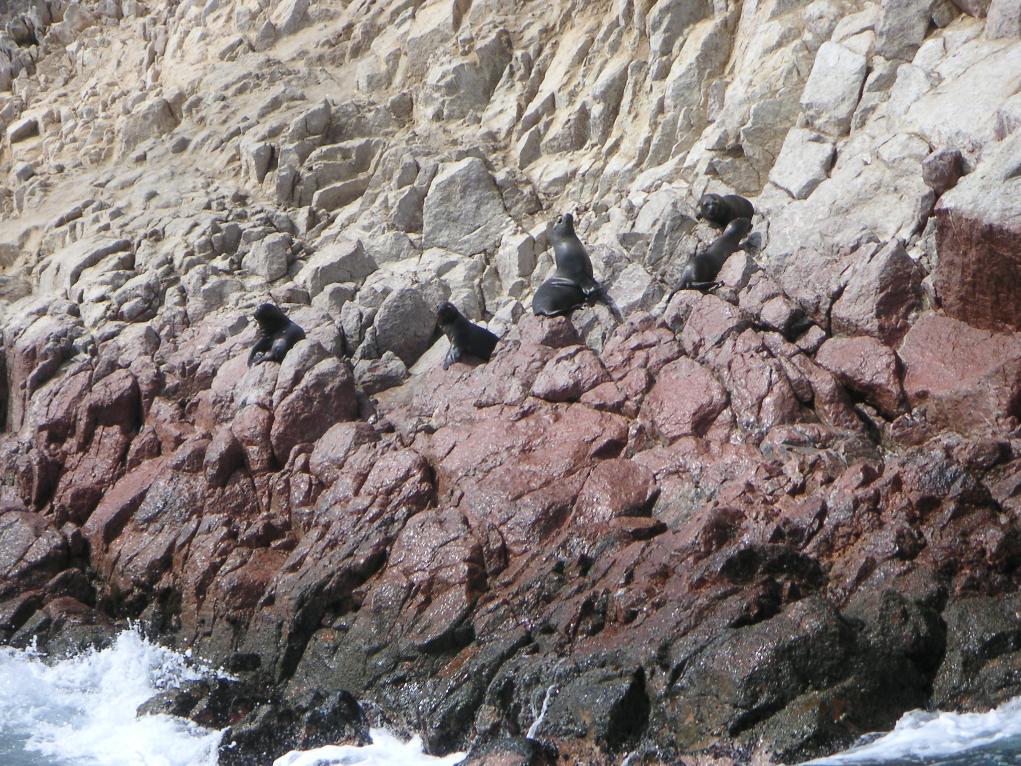 Another view of the sea lions sunbathing.