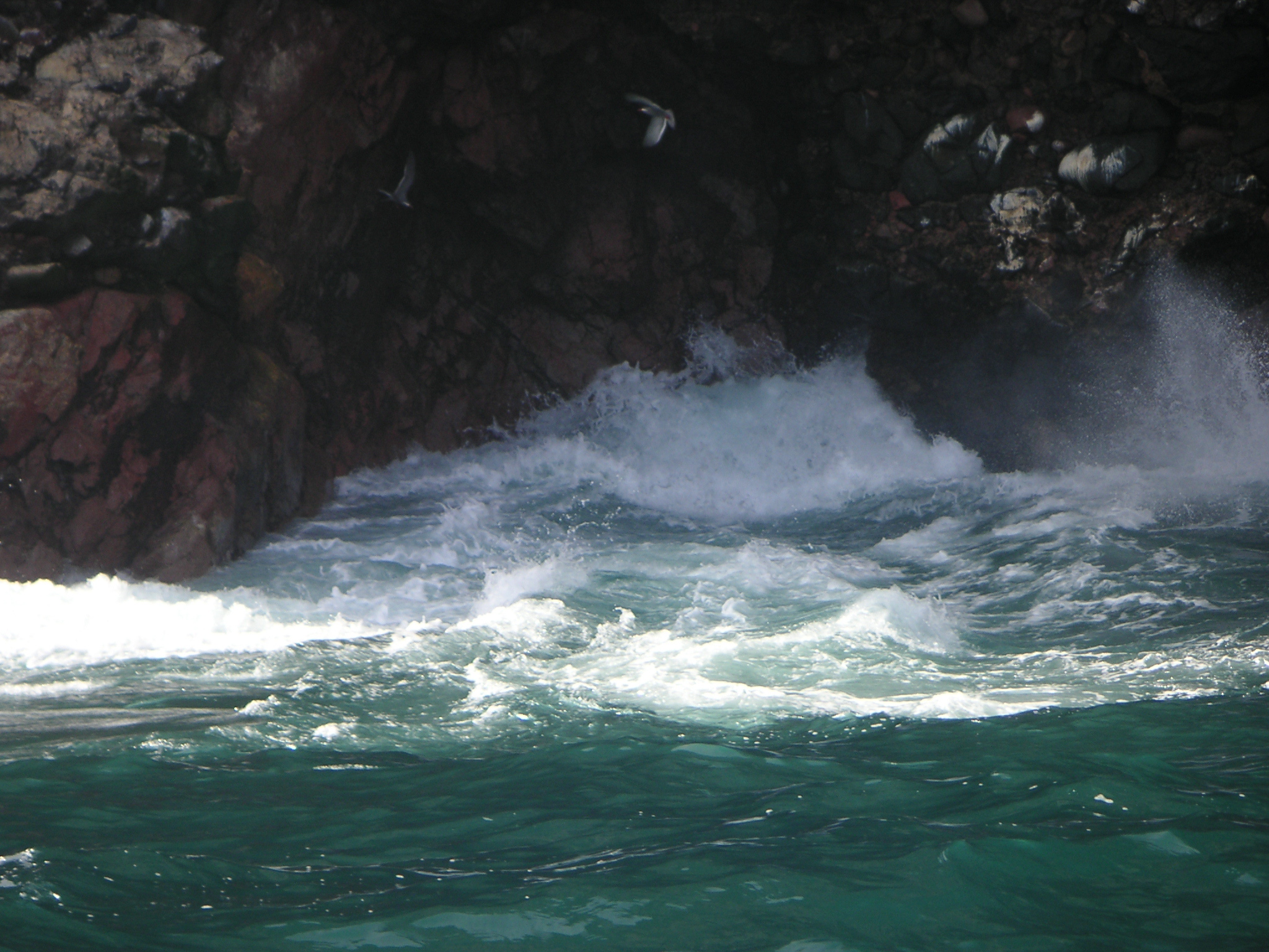 In this series of 6 pictures, a couple of sea lions are playing in the waves.