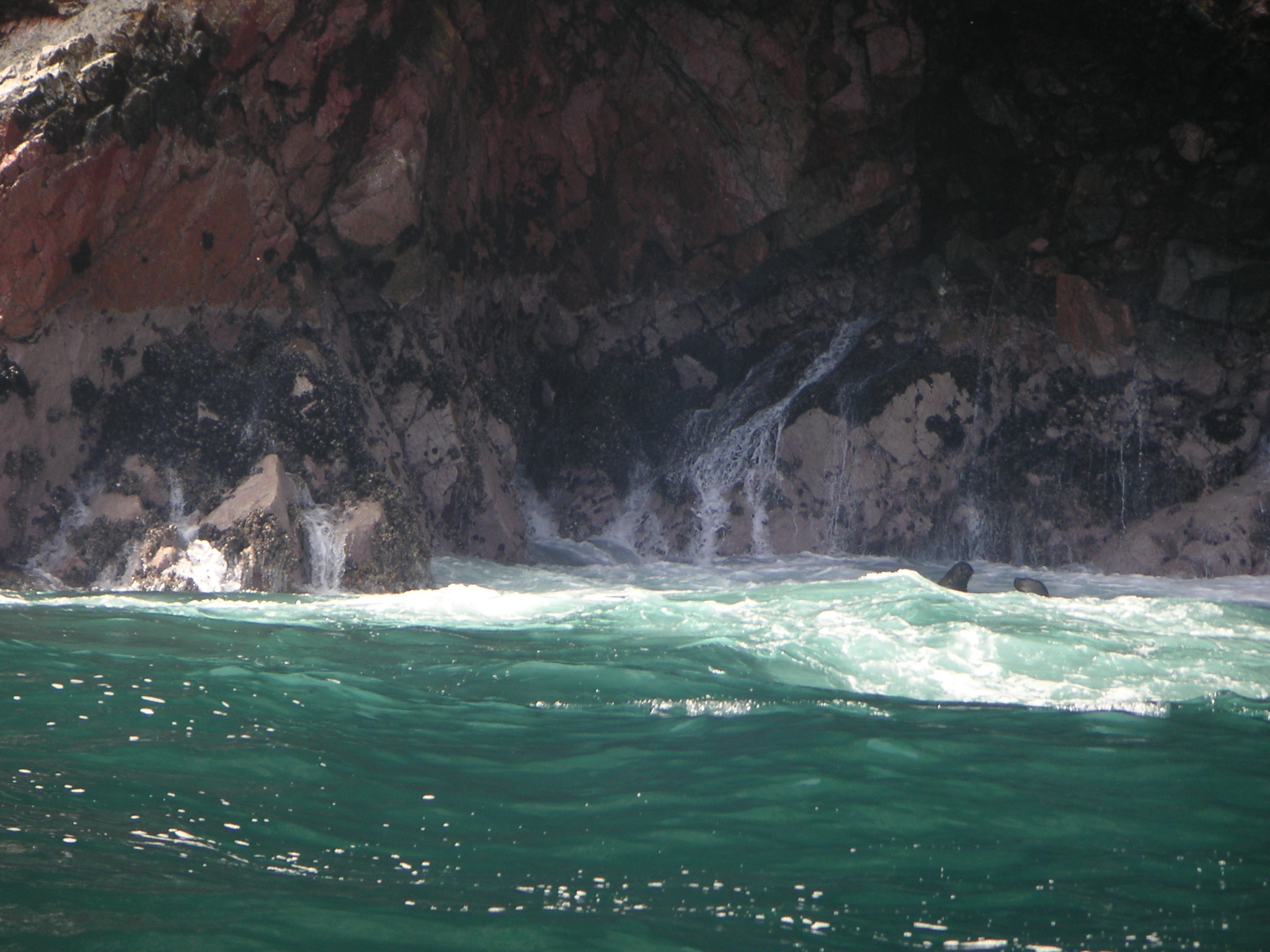 In this series of 6 pictures, a couple of sea lions are playing in the waves.