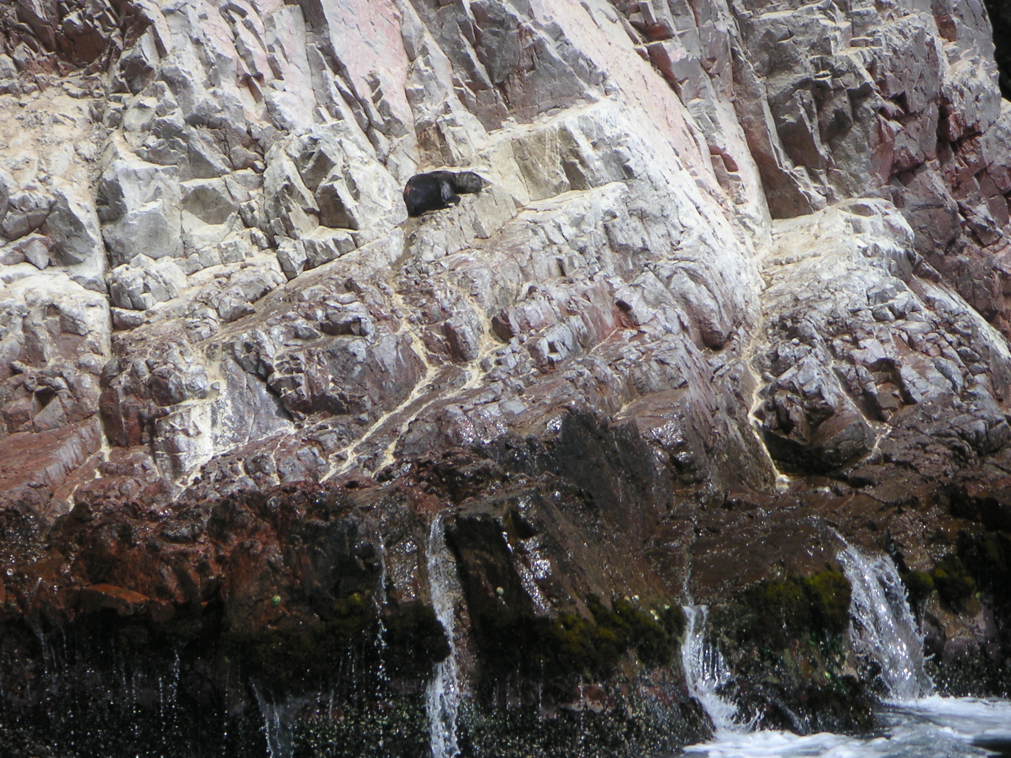 Sadly, this baby sea lion was wounded and is laying on the rocks.