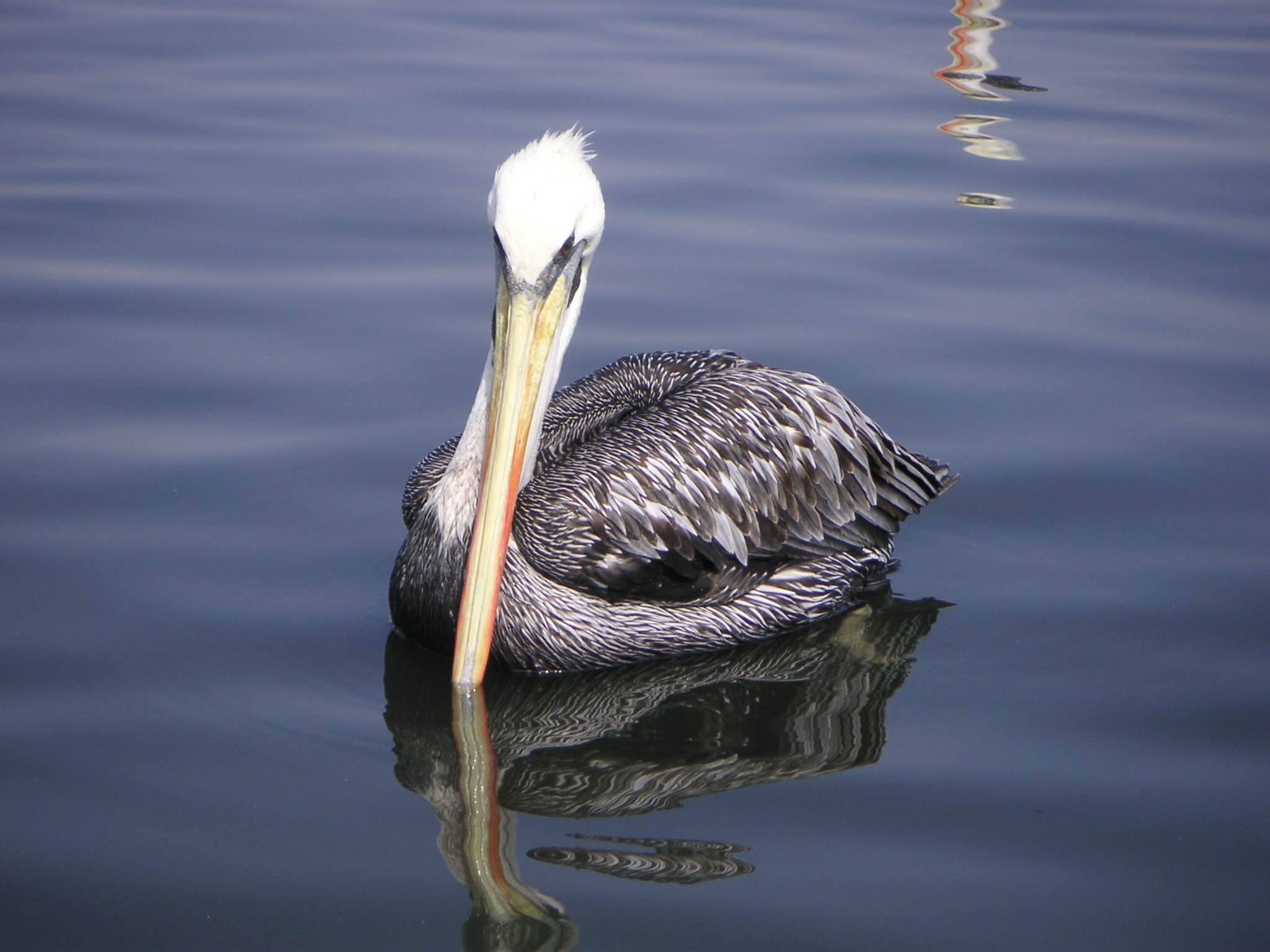 A pelican on the way to the National Reserve of Paracas.