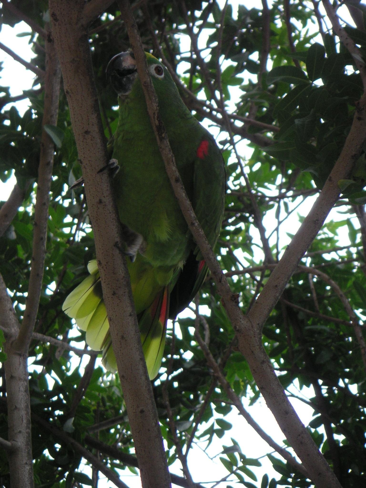 An amusing bird at the Hotel-Hacienda San José in the province of Chincha.