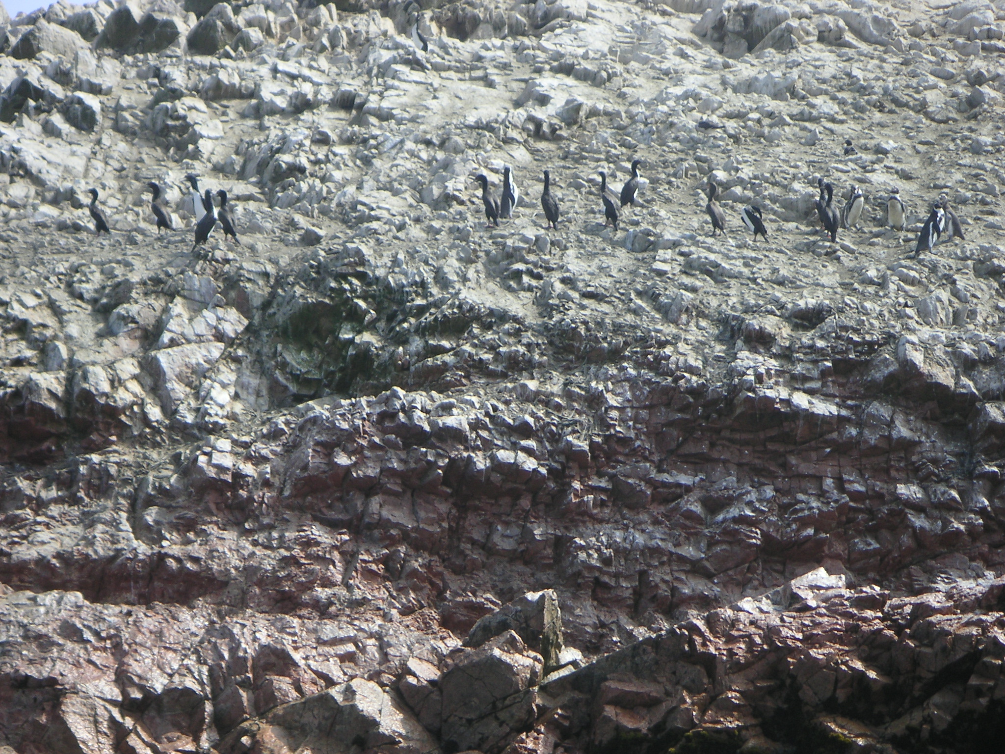 Penguins on the tour around the National Reserve of Paracas.