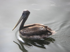 A pelican on the way to the National Reserve of Paracas.