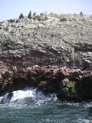 Penguins on the tour around the National Reserve of Paracas.