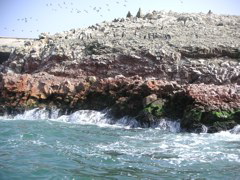 Penguins on the tour around the National Reserve of Paracas.