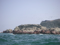 A lot of birds flying around the National Reserve of Paracas.