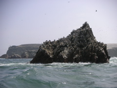 Birds on an island in the National Reserve of Paracas.