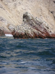 Birds on an island in the National Reserve of Paracas.