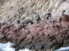 Another view of the sea lions sunbathing.