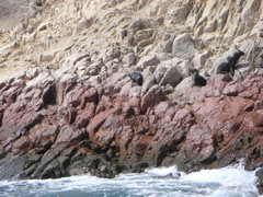 Sea lions on an island in the National Reserve of Paracas.