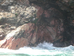 In this series of 6 pictures, a couple of sea lions are playing in the waves.