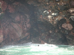 In this series of 6 pictures, a couple of sea lions are playing in the waves.