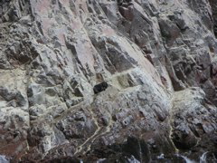 Sadly, this baby sea lion was wounded and is laying on the rocks.